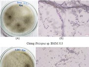 Phát hiện chủng nấm có khả năng tạo hợp chất giúp giảm cholesterol